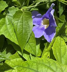Image result for Thunbergia