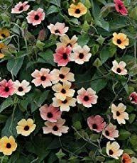 Thunbergia Grandiflora Blue Sky Flower World Of Flowering Plants Black Eyed Susan Vine Black Eyed Susan Planting Flowers