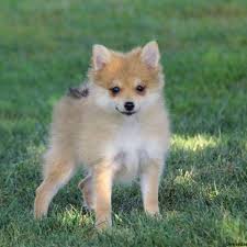 Please tell me if you have any pomeranian chihuahua mix puppies available for adoption. Pomchi Puppies For Sale Greenfield Puppies