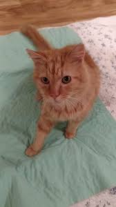 Check out our awesome available cats! Animal Allies Manchester Nh Home Facebook