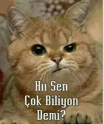 Benim Fatma Hakkinda Dusuncelerim Funniest Empjies Komik Kediler Komik Hayvan Ve Komik Hayvanlar