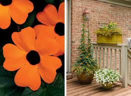 Image result for Thunbergianthus