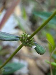 Image result for Spermacoce natalensis