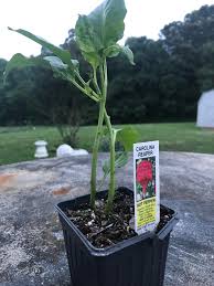 How to grow carolina reaper outside a week or two before transplanting outside, harden seedlings off by gradually exposing them to outdoor conditions. Should I Pull One Out Carolina Reaper Hotpeppers