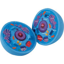 Maybe you would like to learn more about one of these? Cross Section Animal Cell Model