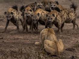 6 Vs 1 Hyena Hyena Animals Nature Photographs