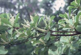 Image result for Terminalia mollis