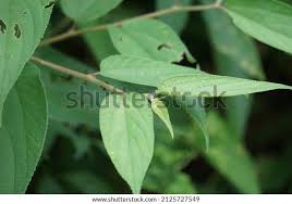 Image result for Trema orientale