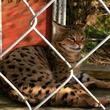 * big cat rescue is dedicated entirely to abused and abandoned big cats and focused on ending th. Excited About The Big Cats At The Exotic Feline Rescue Center In Indiana