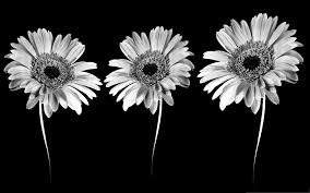 Find the best black and white wallpapers on wallpapertag. Black And White Flowers Wallpapers Hd Pixelstalk Net