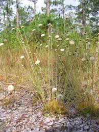 Image result for Syngonanthus