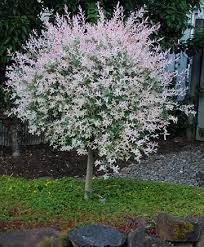 Check spelling or type a new query. Salix Willow At Portland Nursery And Garden Center