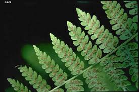 Image result for Diplazium nemorale