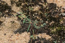 Image result for Hypertelis cerviana