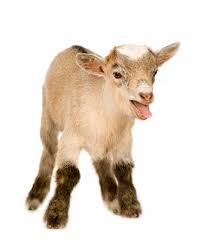 Image result for GOAT