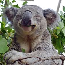 Smile If You Re Happy This Cheeky Koala At Wildlifesydneyzoo Certainly Is Most Of A Koala S Time Is Spent Sleeping Bec Cute Animals Smiling Animals Animals