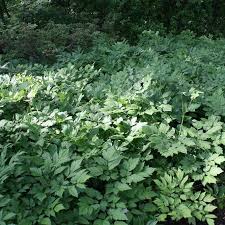 Image result for Acalypha racemosa