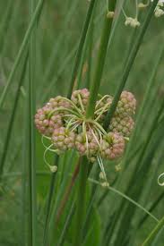 Image result for Limnophyton