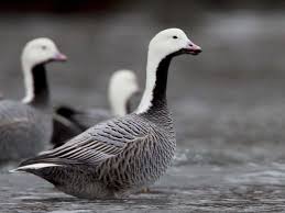 Black And White Duck Species Emperor Goose Ornithology Duck Species Types Of Ducks