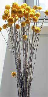Craspedia Billy Balls Billy Buttons Yellow Ball Flowers Dried Flowers Billy Buttons Flower Arrangements