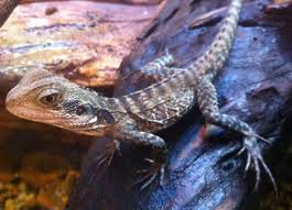 We did not find results for: Australian Water Dragon The Australian Museum