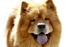 samye zlye porody sobak v mire