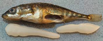 Image result for Schistostephium oxylobum