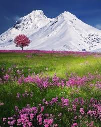 Florence Pope Obituary