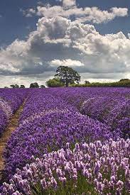 Somerset Lavender England I Want To Go See This Place One Day Please Check Out My Website Thanks Htt Garden Design Lavender Garden Contemporary Garden Design