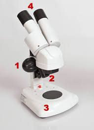 Objective lenses magnification ranges from 10 x to 40 x f. Compound And Stereo Microscopes Microscopes 4 Schools