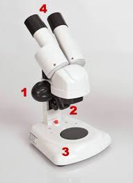 Microscope parts labeled and functions. Compound And Stereo Microscopes Microscopes 4 Schools