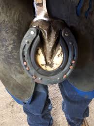 Pas De Sabots Pas De Cheval Nu Pieds Ou Ferre Association Des Marechaux Ferrants Du Quebec Amfq
