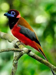 Pin By Meryem Kaya On Muhtesem Canlilar Pretty Birds Most Beautiful Birds Beautiful Birds
