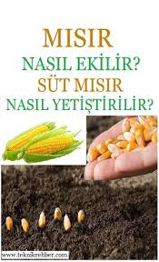 Bazı meyveler olgunlaşınca 15 gün içinde toplanmalıdır. Misir Ne Zaman Ekilir Misir Nasil Ekilir Teknik Rehber