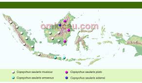 Buah rambutan termasuk jenis buah bergerombol dengan kulit buah berambut dengan warna hijau saat muda dan akan berubah menjadi merah saat matang. Peta Persebaran Burung Kacer Di Indonesia Om Kicau