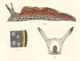 Image result for Landolphia rufescens