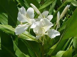 Hawaiian Ginger Lily Plants Fragrant Plant Ginger Flower