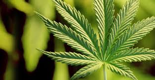 Image result for Marijuana