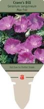 Image result for Geranium sanguineum Max Frei