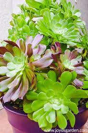 And how to grow christmas cactus cuttings shares how to propagate for more plants. Aeonium Arboreum Care Made Simple Joy Us Garden
