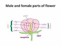 A flower has female and male parts. Male And Female Parts Of Flower Diagram Quizlet