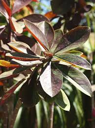 Image result for Synadenium cupulare