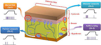 Merkel's discs aβ fibers spinothalamic: Merkel Discs Detect