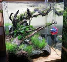 100 awesome aquascape gallery ideas that you never seen before page 2 of 2 beta baligi aquascaping akvaryum baligi