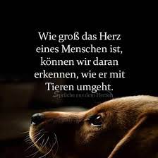 sign in spruche tiere hund zitat spruche tierliebe