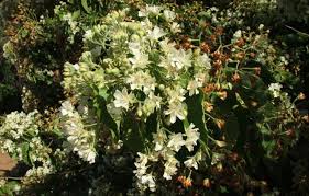 Image result for Dombeya kirkii