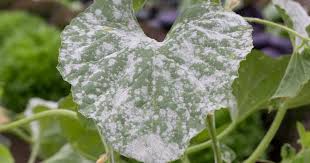 This will act as the bowl that cook: How To Treat Powdery Mildew Using Homemade And Organic Remedies