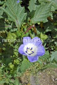 Image result for Nicandra