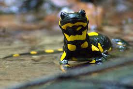 Artenportrat Feuersalamander Nabu