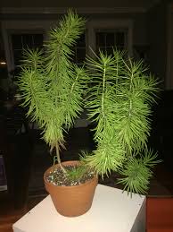 Image result for Senecio barbertonicus